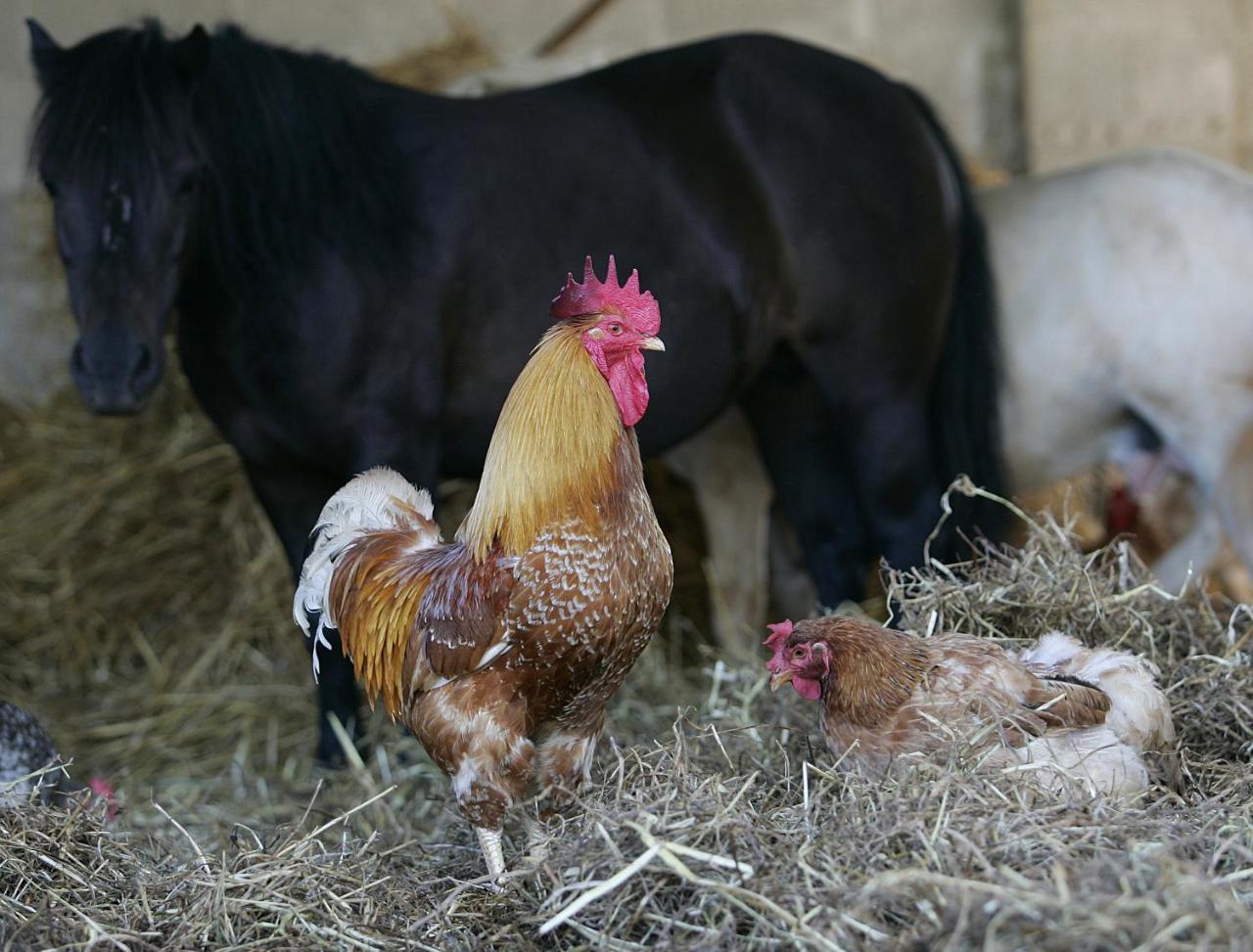 La Fattoria Alojamento de Turismo Rural